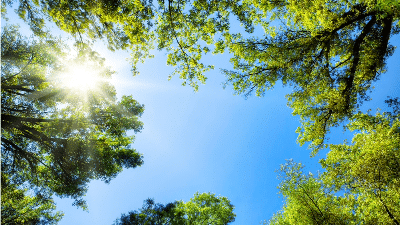 A view of the sun through tree branches.