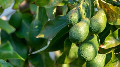 A close up of some green fruit hanging from a tree
