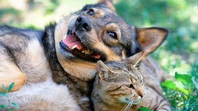 A dog and cat are laying together in the grass.