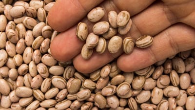 A person holding some beans in their hand