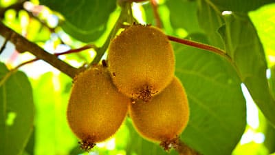 Three yellow fruit hanging from a tree branch.