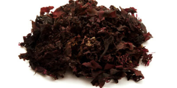 Dulse