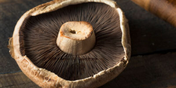 Portabella Mushrooms