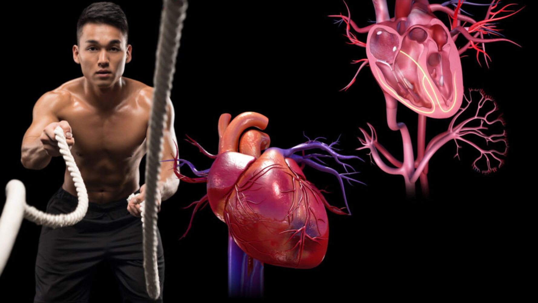 A man holding onto ropes and looking at an anatomical heart.
