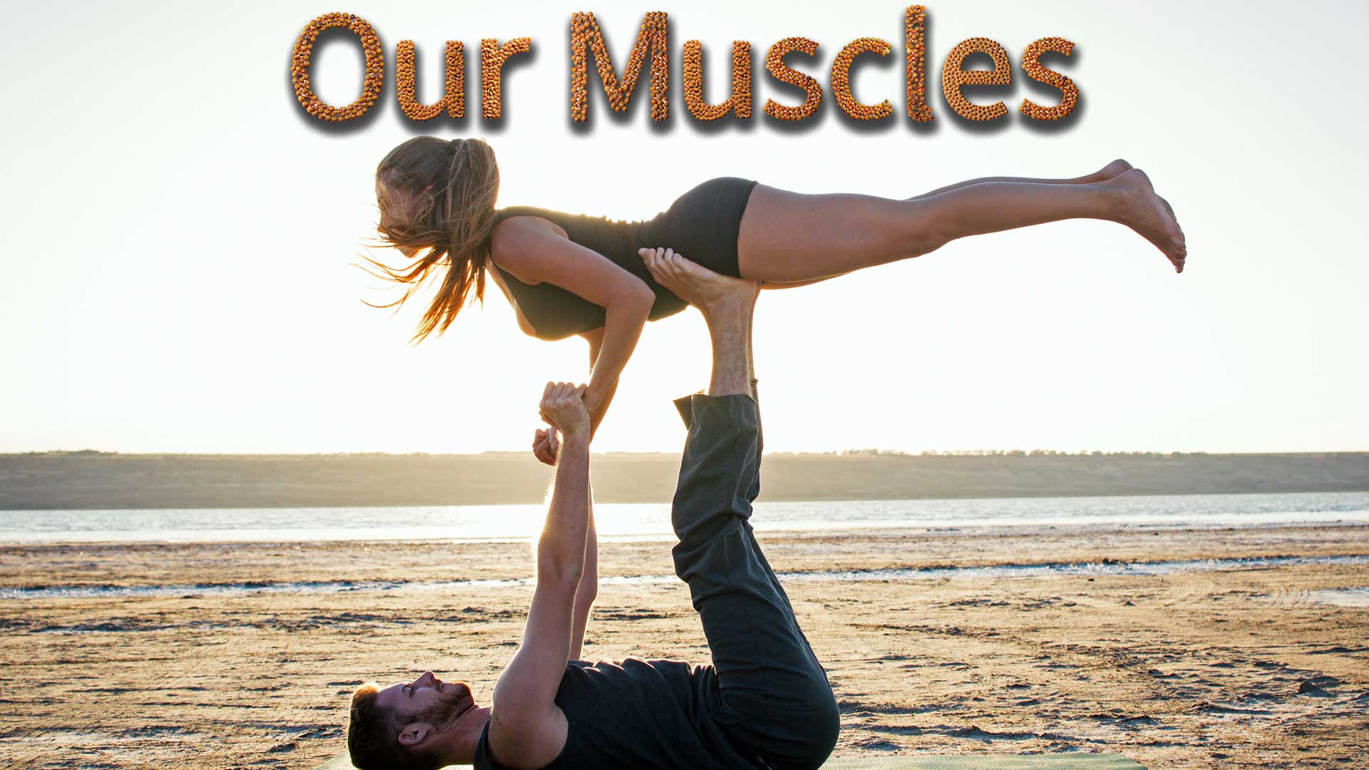 Our Muscles.
