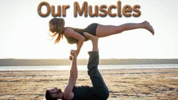 Our muscles.