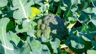 Be NutriSavvy Broccoli cabbage plant in the field