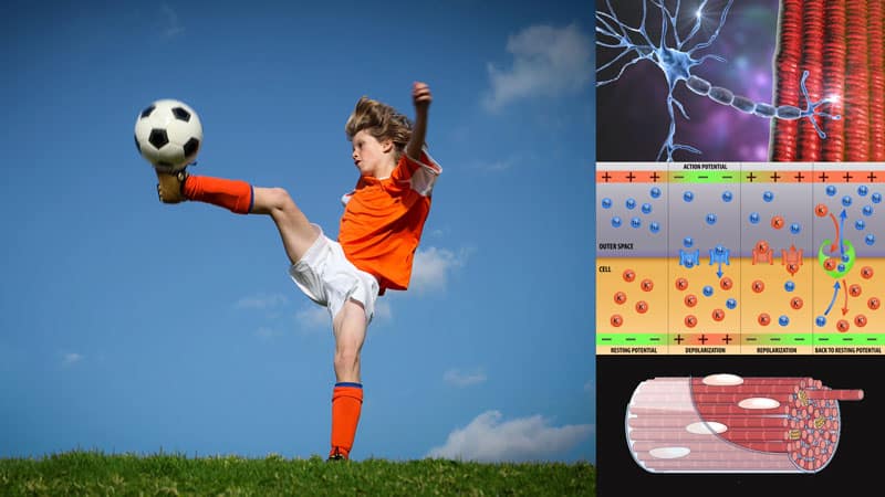 A boy kicking a soccer ball in front of a field.