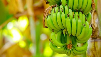 Green bananas in a banana field.