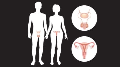 Male and female reproductive organs.
