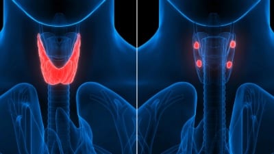 Thyroid and parathyroid glands.